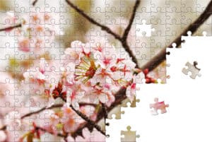 Pink flowers blooming on tree jigsaw puzzle