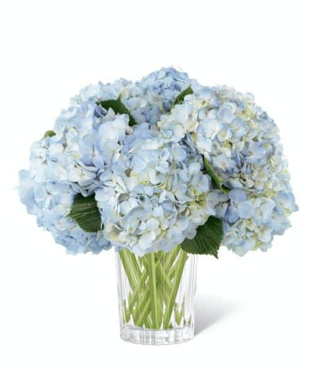 Vera Wang Joyful Inspirations Bouquet. The uplifting color of the skies are set to brighten their day with fresh radiance with this bouquet of light blue hydrangea simply set in a modern clear glass vase to create an expression of your warmest sentiments.